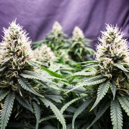 Durban Poison Grow Week 11