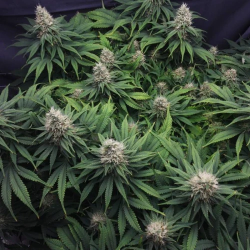 Durban Poison Grow Week 12