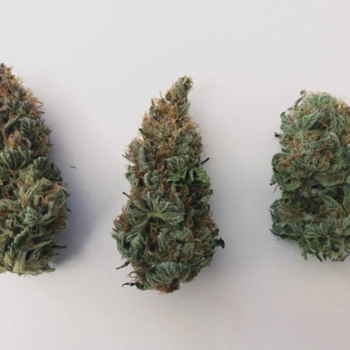 Durban Poison Grow Week 1