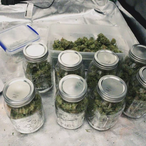 Durban Poison Grow Week 2