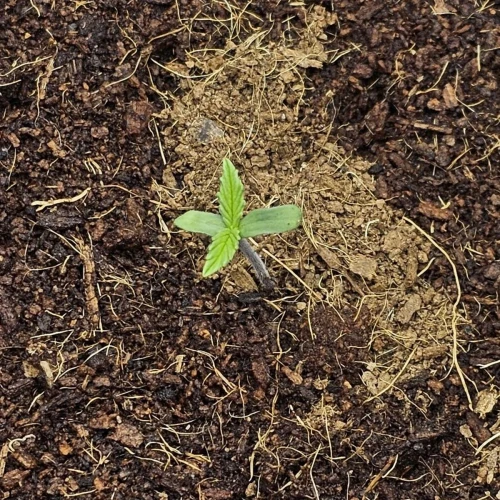 Fat Bastard Auto Week 1