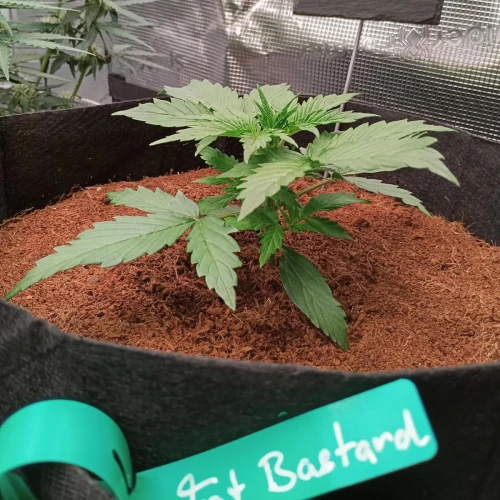 Fat Bastard Auto Week 2
