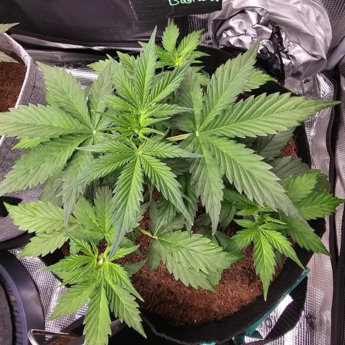 Fat Bastard Auto Week 3