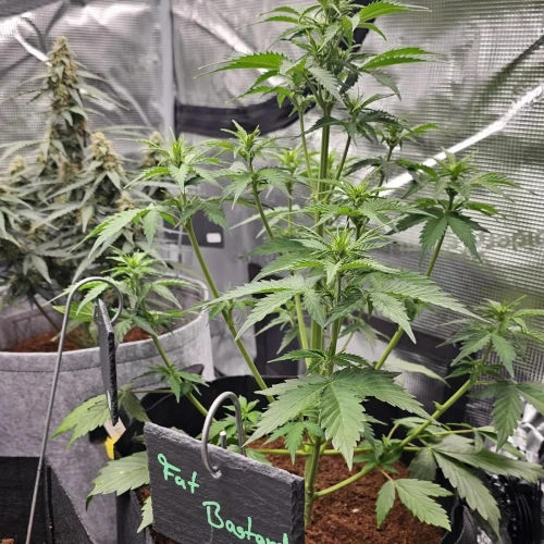 Fat Bastard Auto Week 4