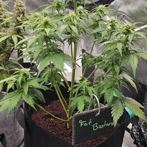 Fat Bastard Auto Week 5