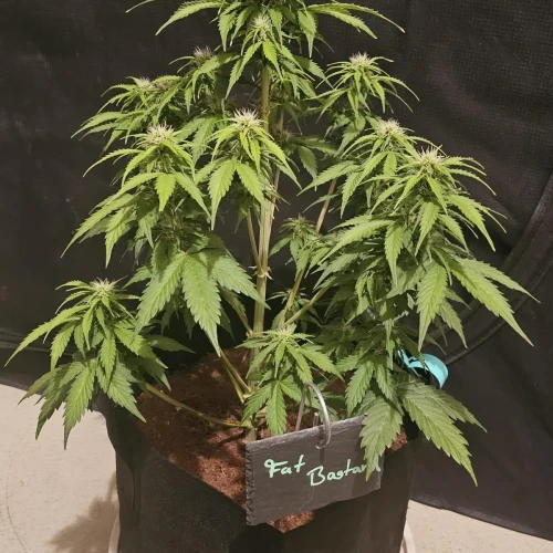Fat Bastard Auto Week 6