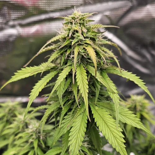 Fat Bastard Auto Week 7