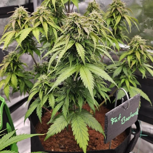 Fat Bastard Auto Week 8