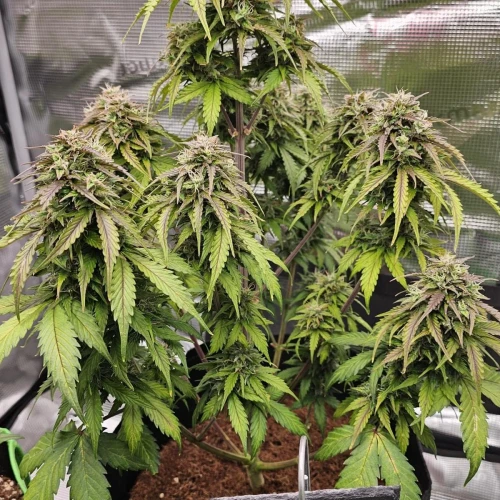 Fat Bastard Auto Week 9