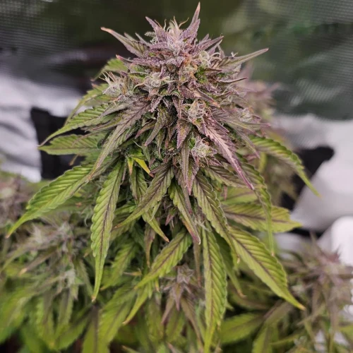 Fat Bastard Auto Week 10
