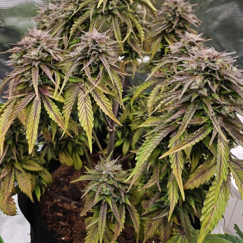 Fat Bastard Auto Week 11