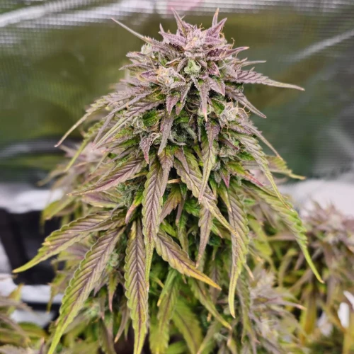 Fat Bastard Auto Week 11