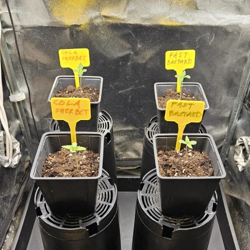 Fat Bastard Week 1