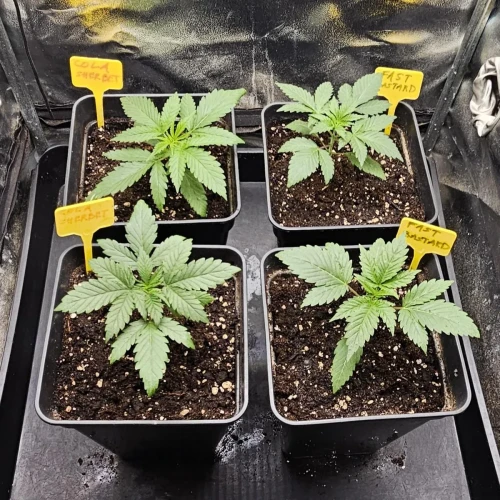 Fat Bastard Week 3