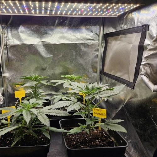 Fat Bastard Week 4