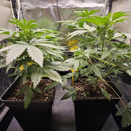 Fat Bastard Week 5