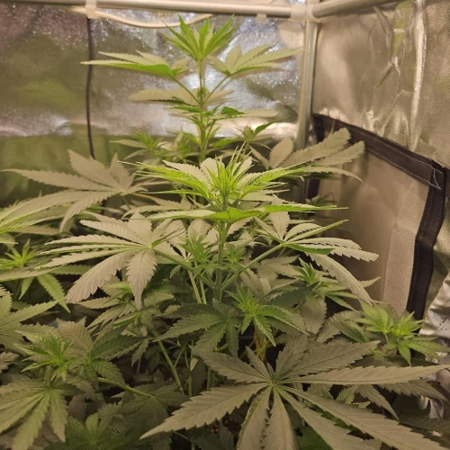 Fat Bastard Week 6