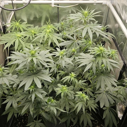 Fat Bastard Week 7