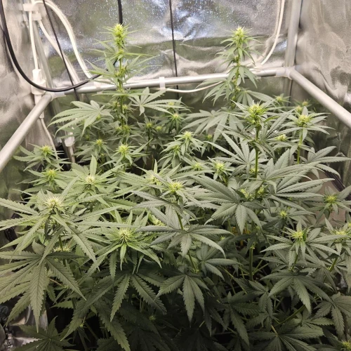 Fat Bastard Week 8