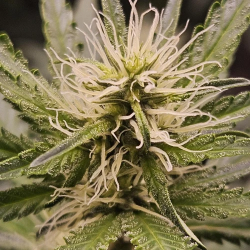 Fat Bastard Week 9