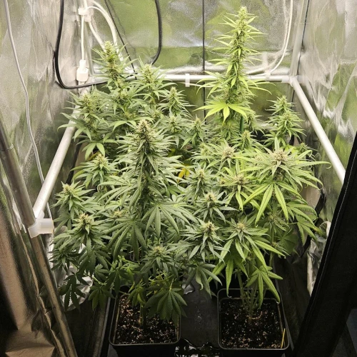 Fat Bastard Week 10