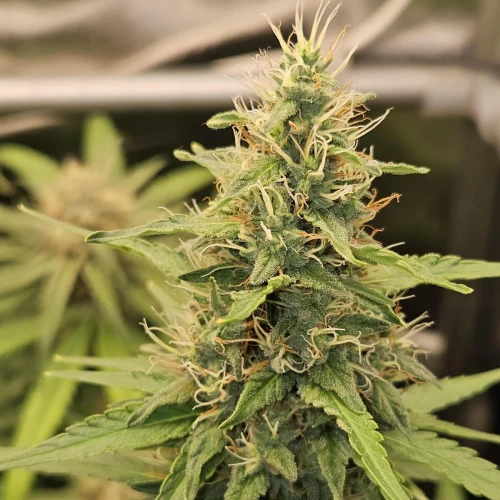 Fat Bastard Week 11