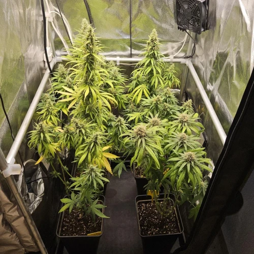 Fat Bastard Week 12