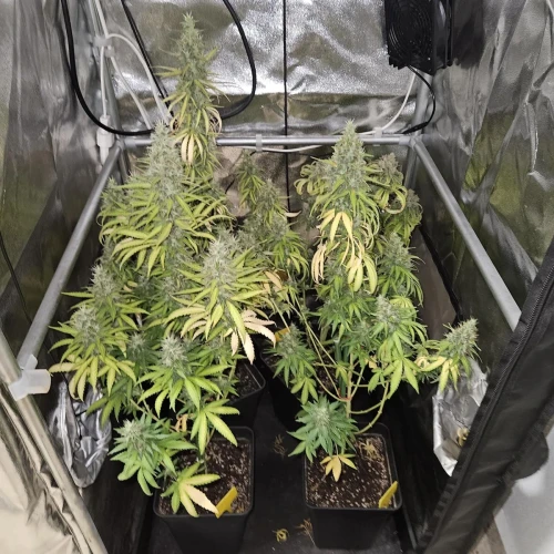 Fat Bastard Week 13