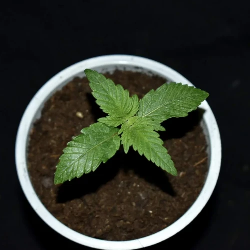 Fruity Pebbles Week 2