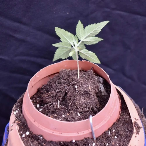 Fruity Pebbles Week 3