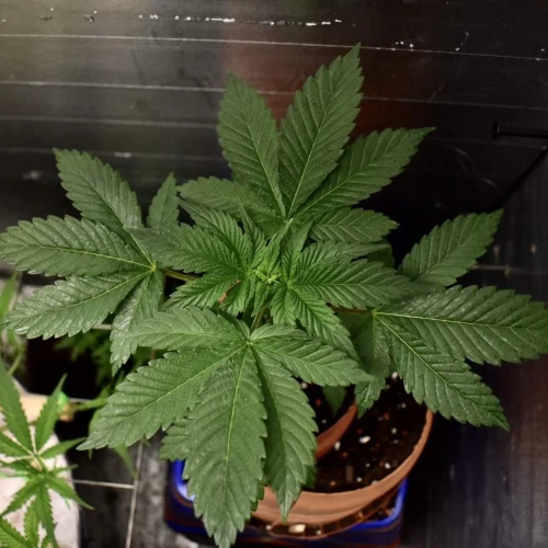 Fruity Pebbles Week 4