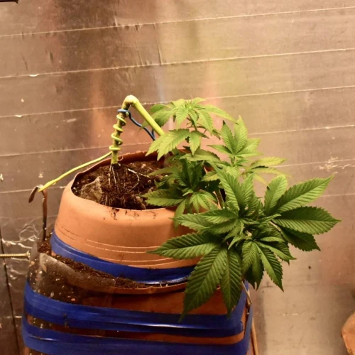 Fruity Pebbles Week 6