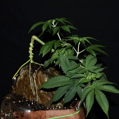 Fruity Pebbles Week 7