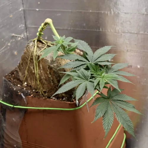 Fruity Pebbles Week 9