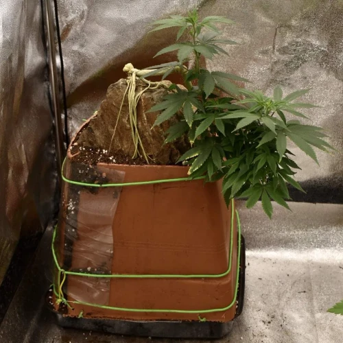 Fruity Pebbles Week 13