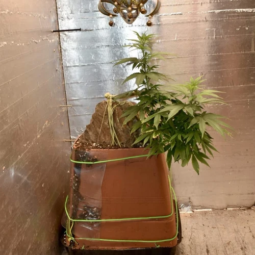 Fruity Pebbles Week 14