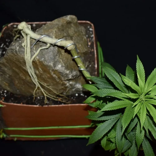 Fruity Pebbles Week 15