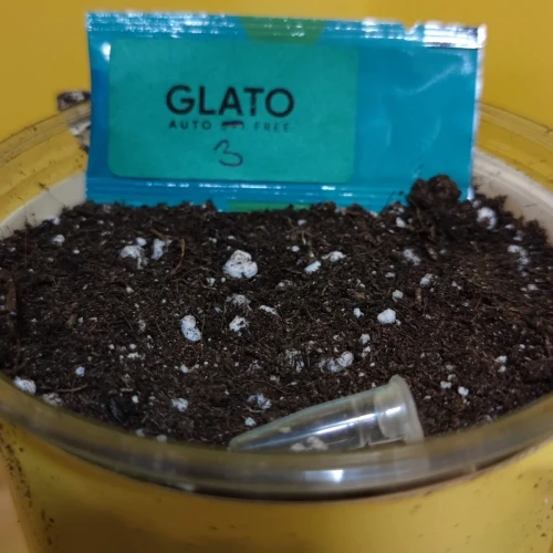 Gelato Auto Week 1
