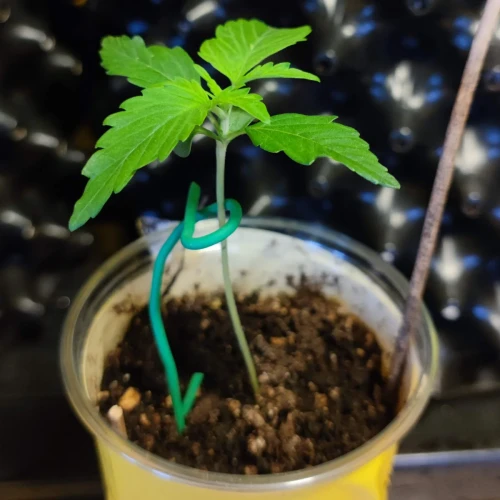 Gelato Auto Week 2