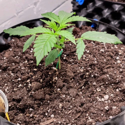 Gelato Auto Week 3