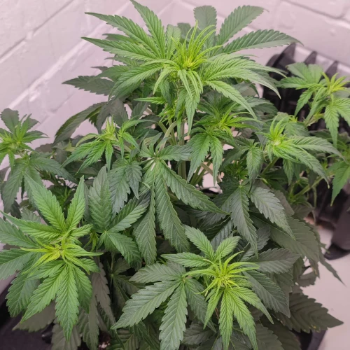 Gelato Auto Week 5