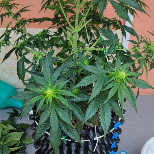 Gelato Auto Week 6