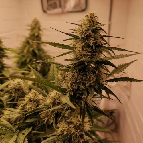 Gelato Auto Week 9