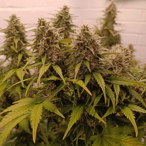 Gelato Auto Week 10