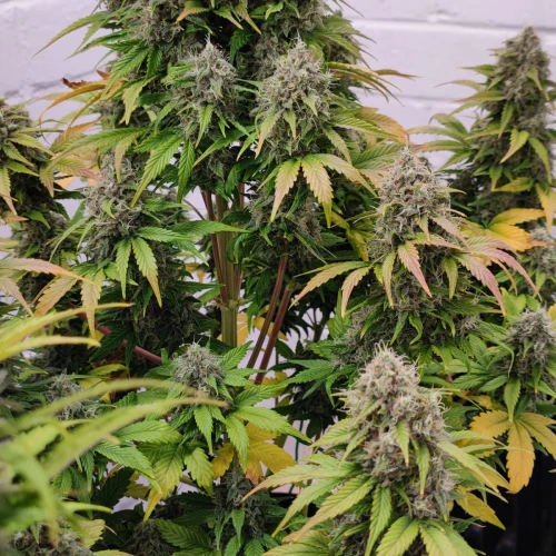 Gelato Auto Week 11