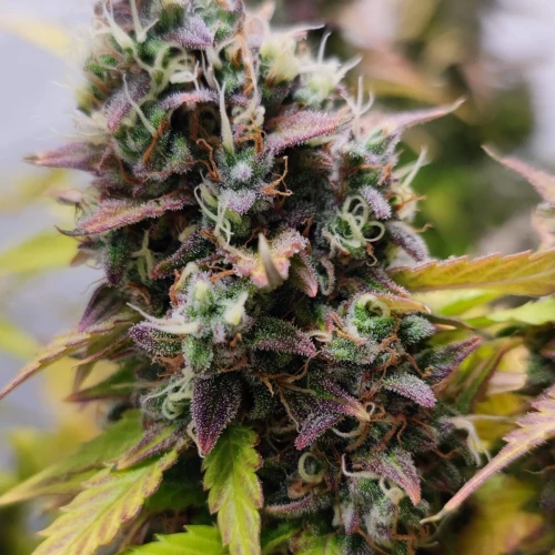 Gelato Auto Week 12