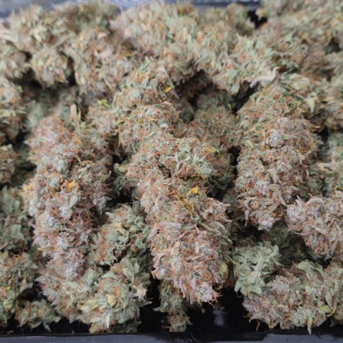 Gelato Auto Harvest Week