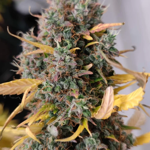 Gelato Auto Harvest Week