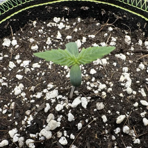 Ghost Train Haze Germination