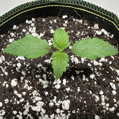 Ghost Train Haze Week 2